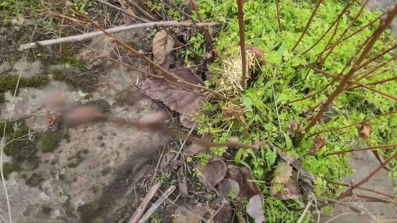 Trap line,big bobcat, mt yote 