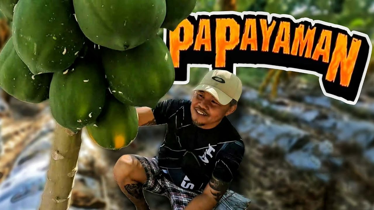PAPAYAMAN - EP2225