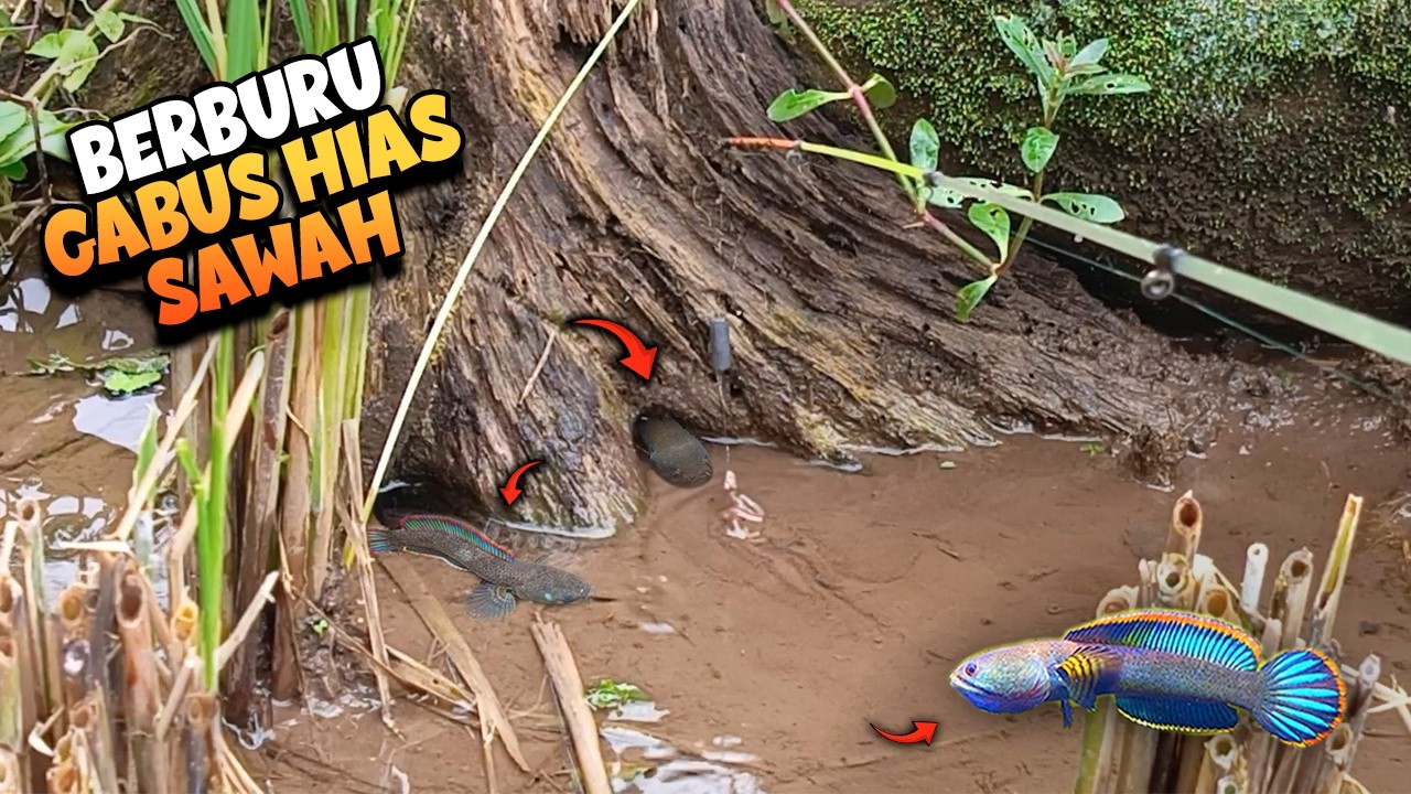 Cuma Mancing di SAWAH Dapat GABUS HIAS CANTIK & BIRU‼️