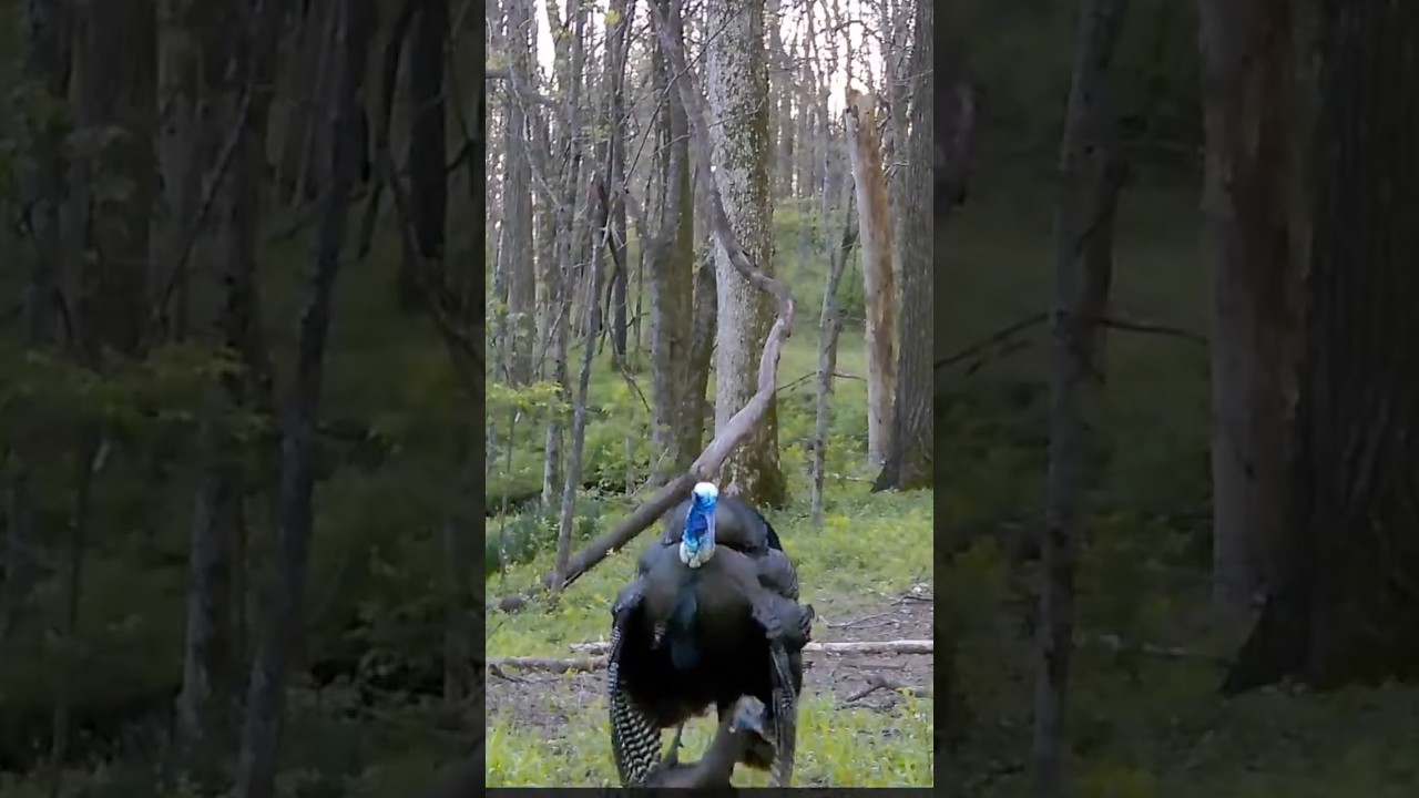 Trail Cam Captures Breeding Color Change | Turkey Hunting Video.  #turkeyhunting #trailcam