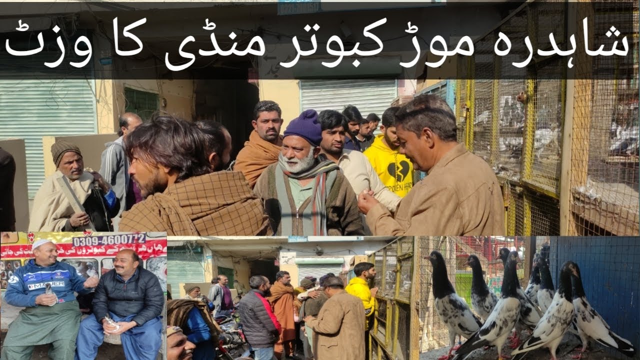 shahdara mor kabotar mandi