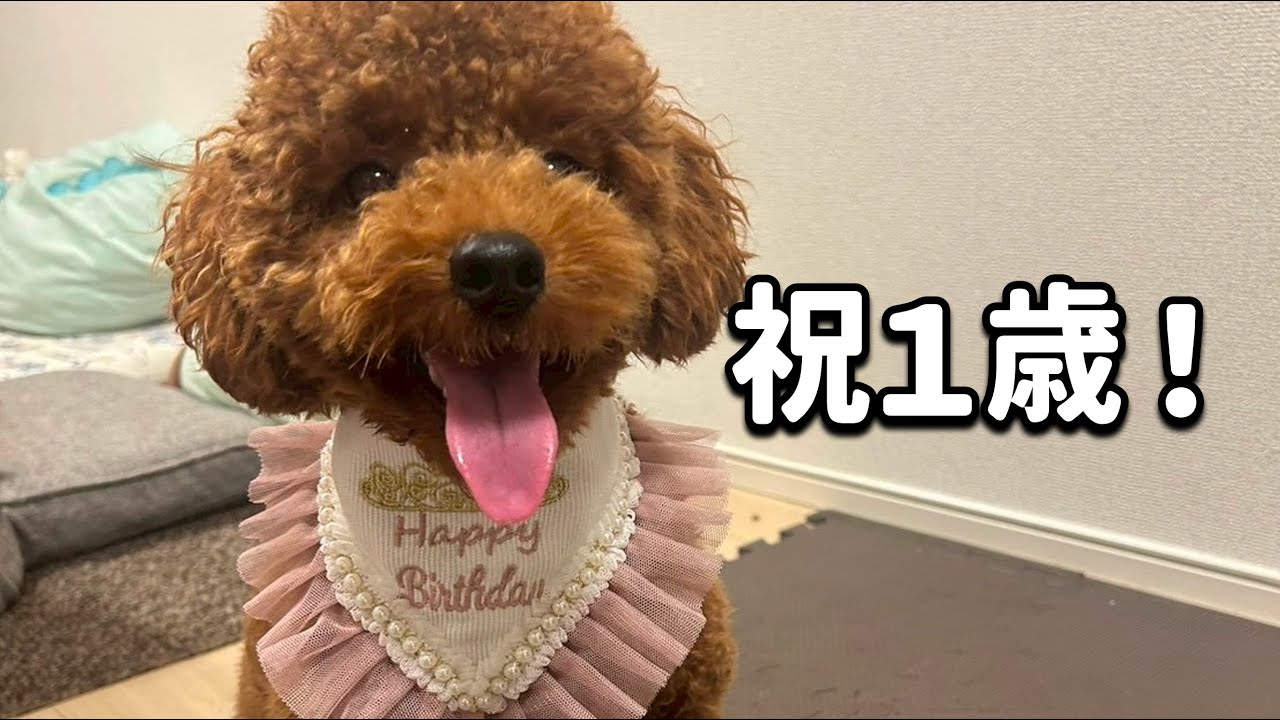 【祝】トイプードル？のポコア君 1歳の誕生日！ケーキを食べたりドッグランへ！