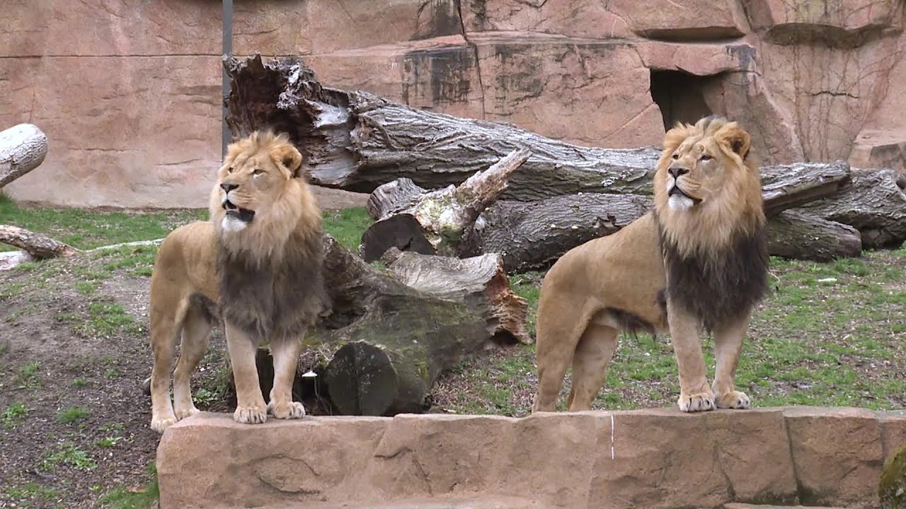 Two African Lions Arrive At Brookfield Zoo