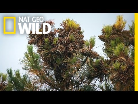 Pine Nuts Galore | The Forbidden River
