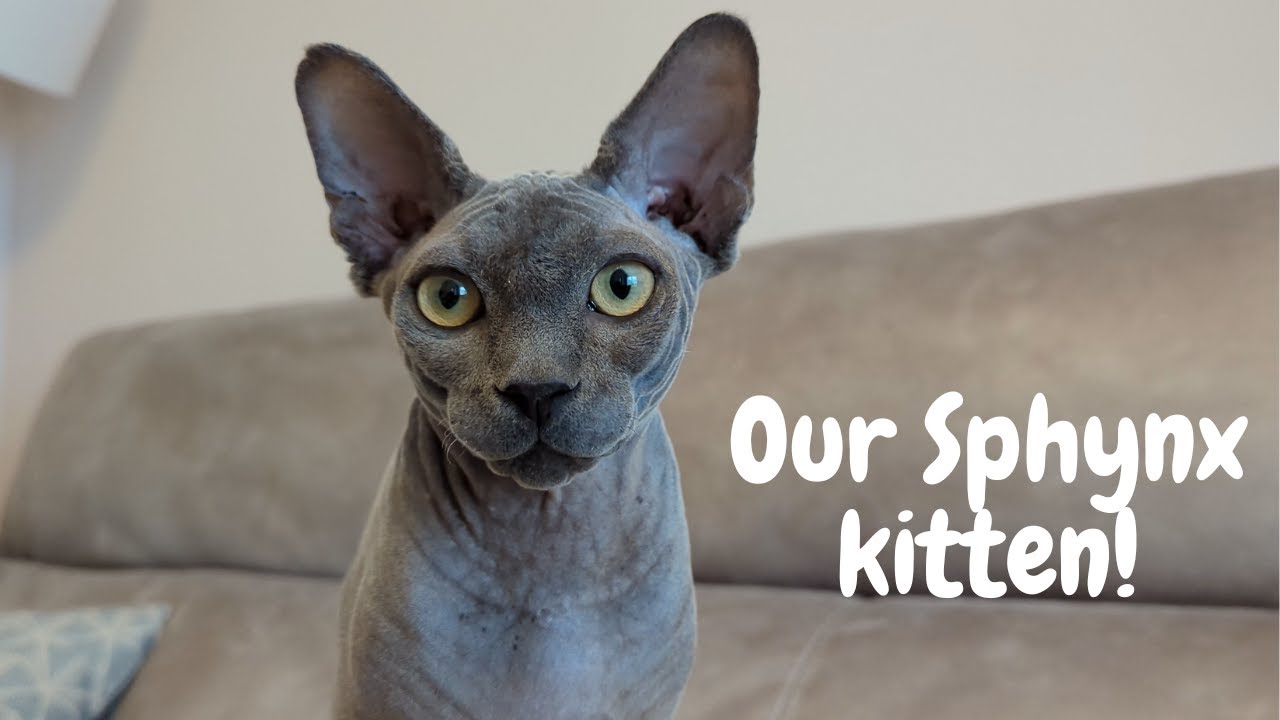 Our sphynx kitten is a character and a half Vlog #7