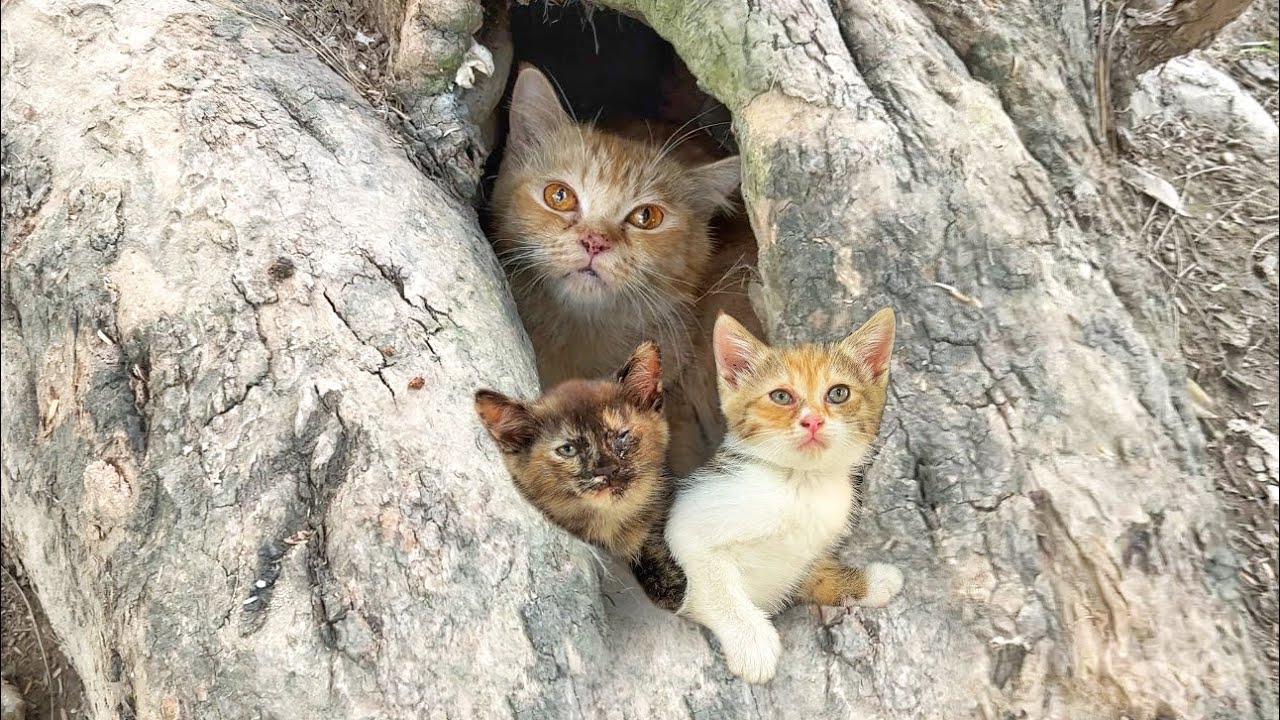 They finally settled in a soft place where calm and safety quietly bloomed.