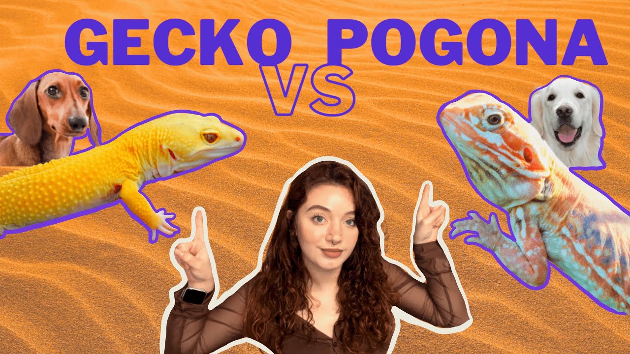 ✅GECKO LEOPARDO VS POGONA ❌🦎 Mi primer reptil [CUAL ES MÁS ECONÓMICO] #pogona #gecko