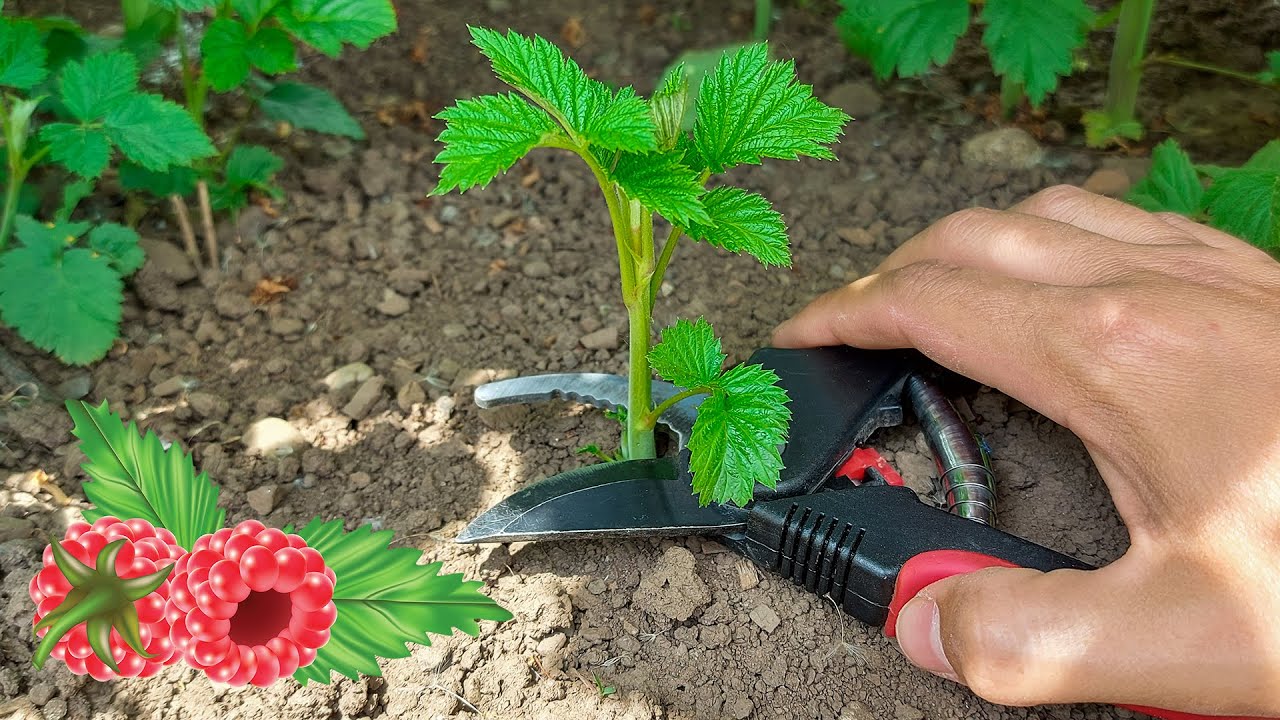 Cum se RĂREŞTE ZMEURA şi cum se formează DRAJONII pentru REPLANTARE în toamnă