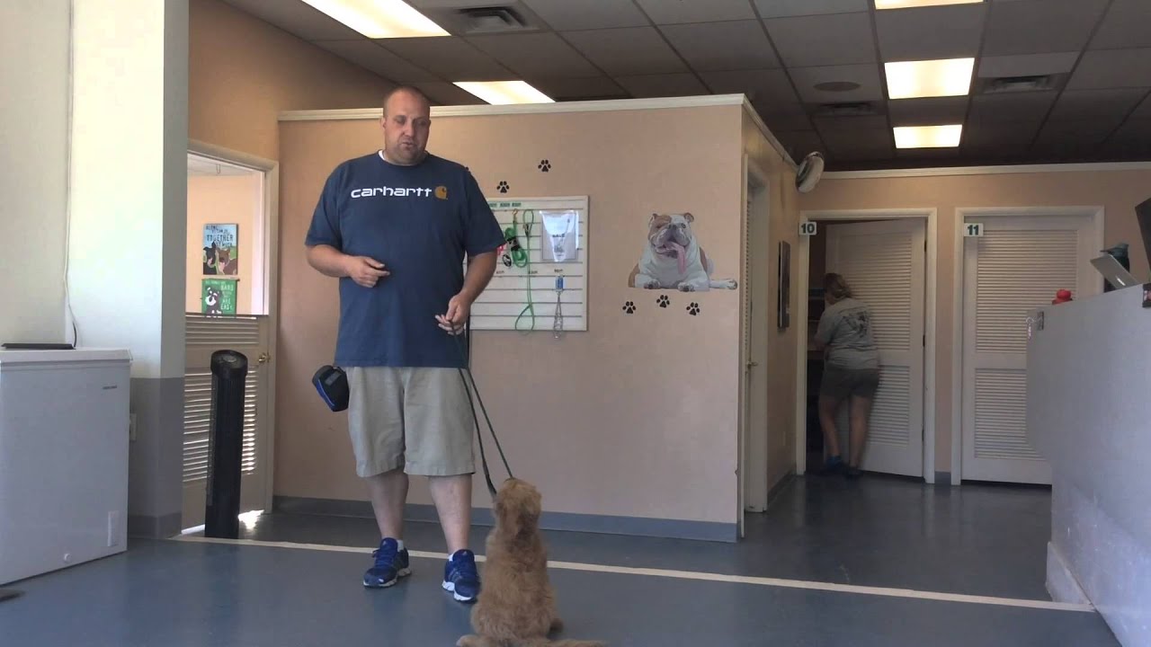 Dog training pressure and release