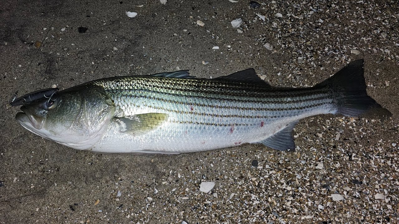 Fall Run 2024 Icebreaker  #stripedbass  #fishing