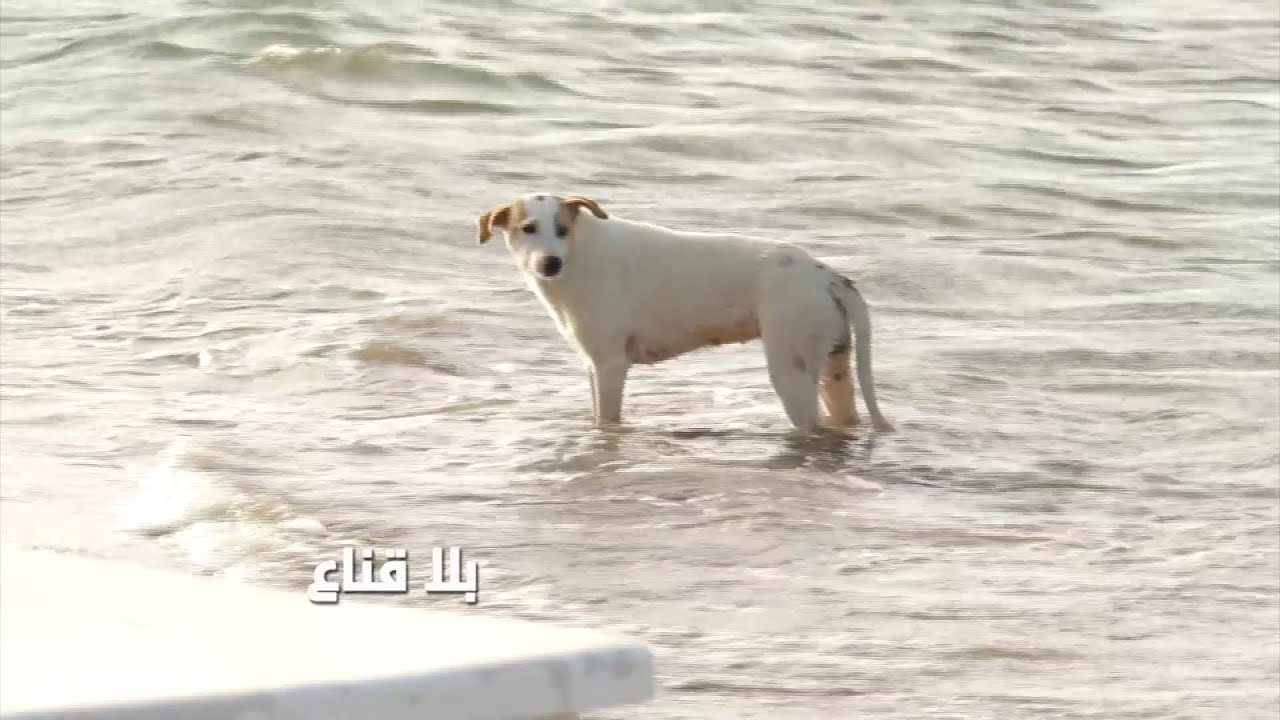 بحر حمام الانف أصبح للكلاب السائبة تسبح فيه ومصب للفضلات الحلوف يحوس فيه والزوالي هرب بجلدو