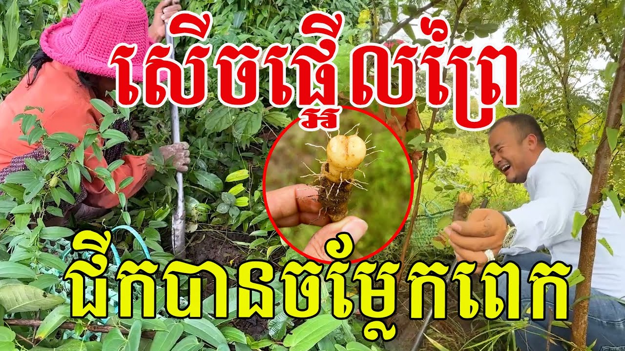សើចផ្អើលព្រៃ ជីកបានដំឡូងចម្លែកពេក