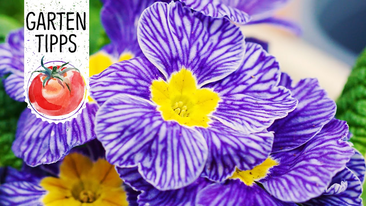 Dekorative Fr&uuml;hlingsbepflanzung mit der Primel Nautilus&reg; Blue Vein - Volmary GartenTipps