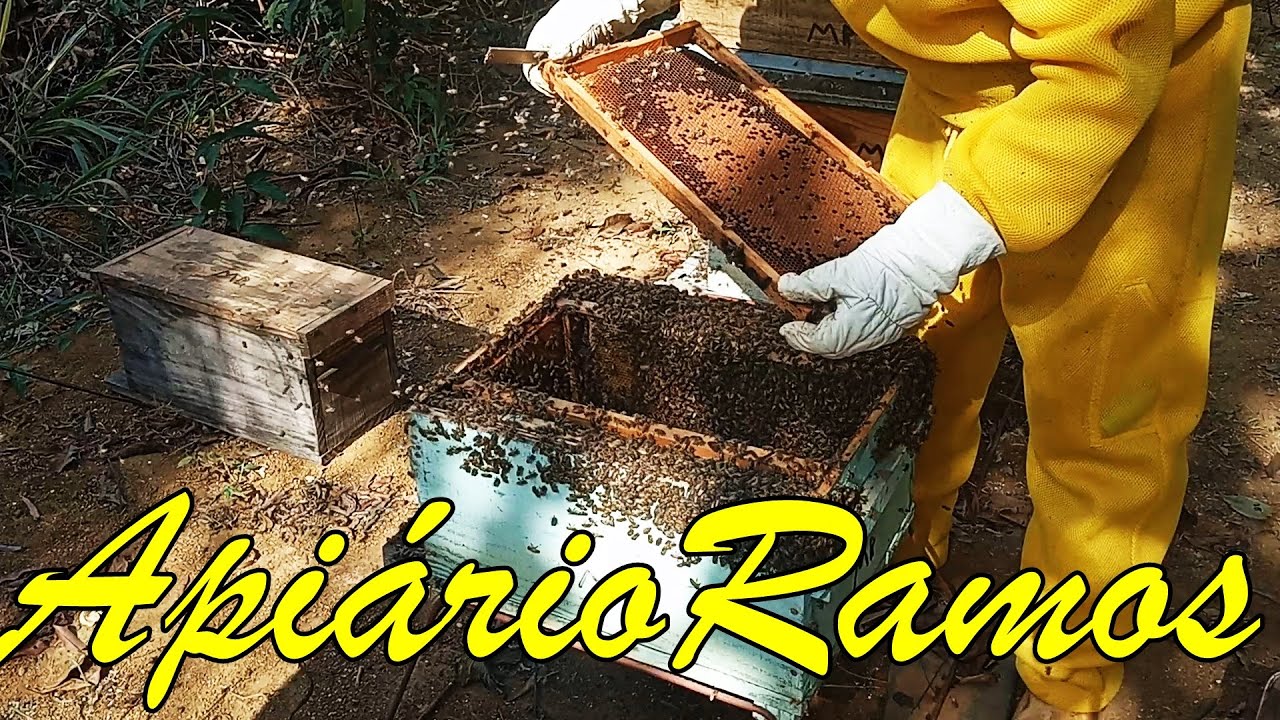 O que fazer quando o enxame esta prestes a enxamear