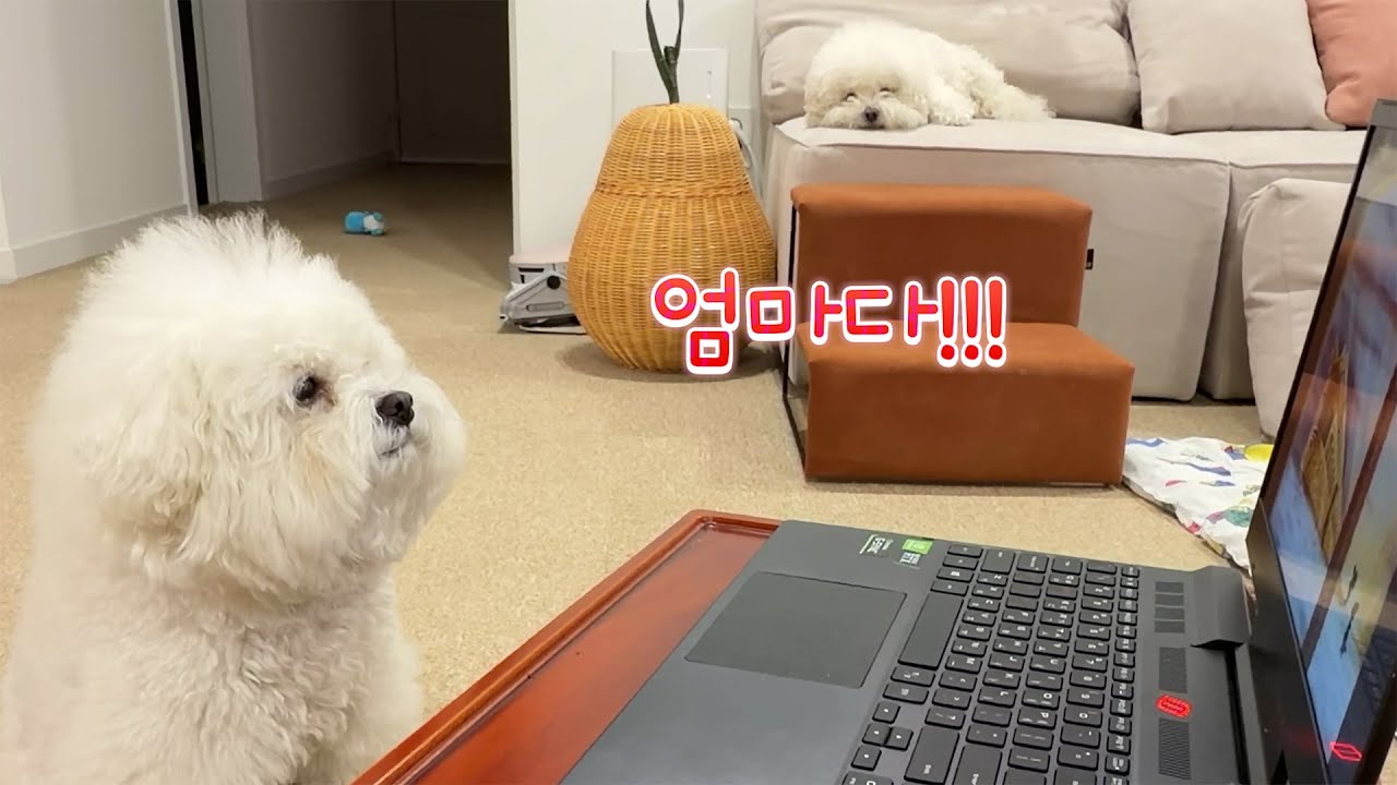 엄마 오는 소리 듣자마자 공부하는 척하는 강아지ㅋㅋ