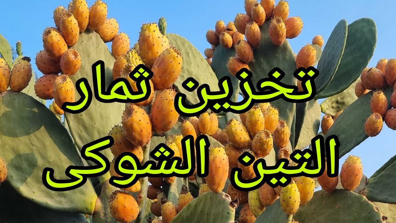 شوف إزاى بيتم تخزين ثمار التين الشوكي أطول فترة ممكنه على الأشجار 01007305821