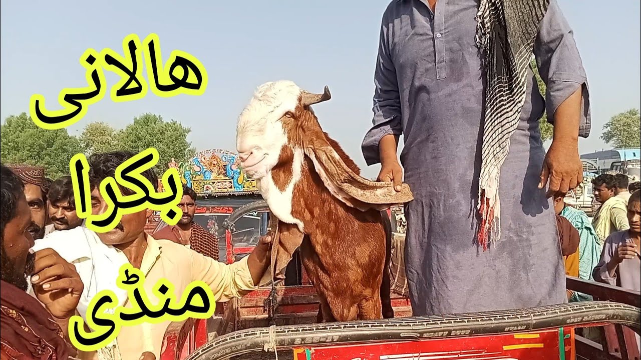 Halani Bakra Mandi #2025 Karachi#qurbanvlogsHalani Bakra Mandi #2025 Karachi#qurbanvlogs #animals #