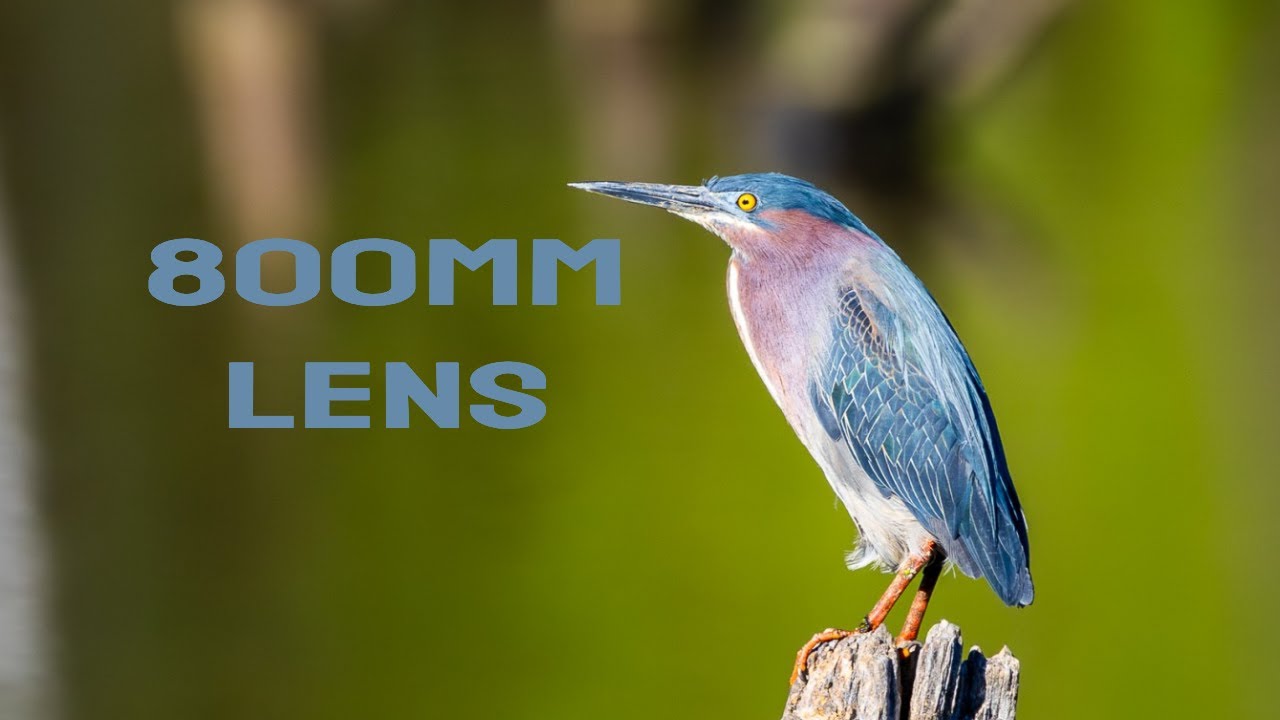 Canon R8 Any Good For Bird Photography? RF 200-800mm Lens