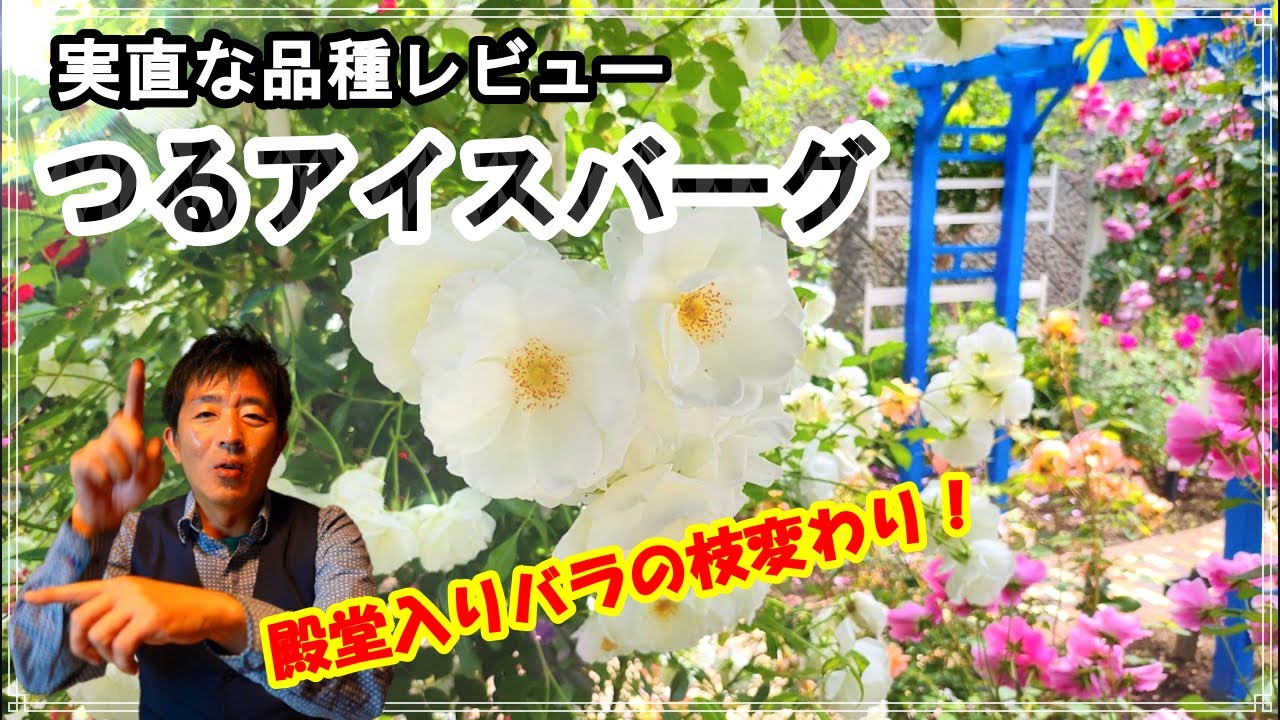 【実直な品種レビュー】 つるアイスバーグ★殿堂入りバラの枝変わり品種
