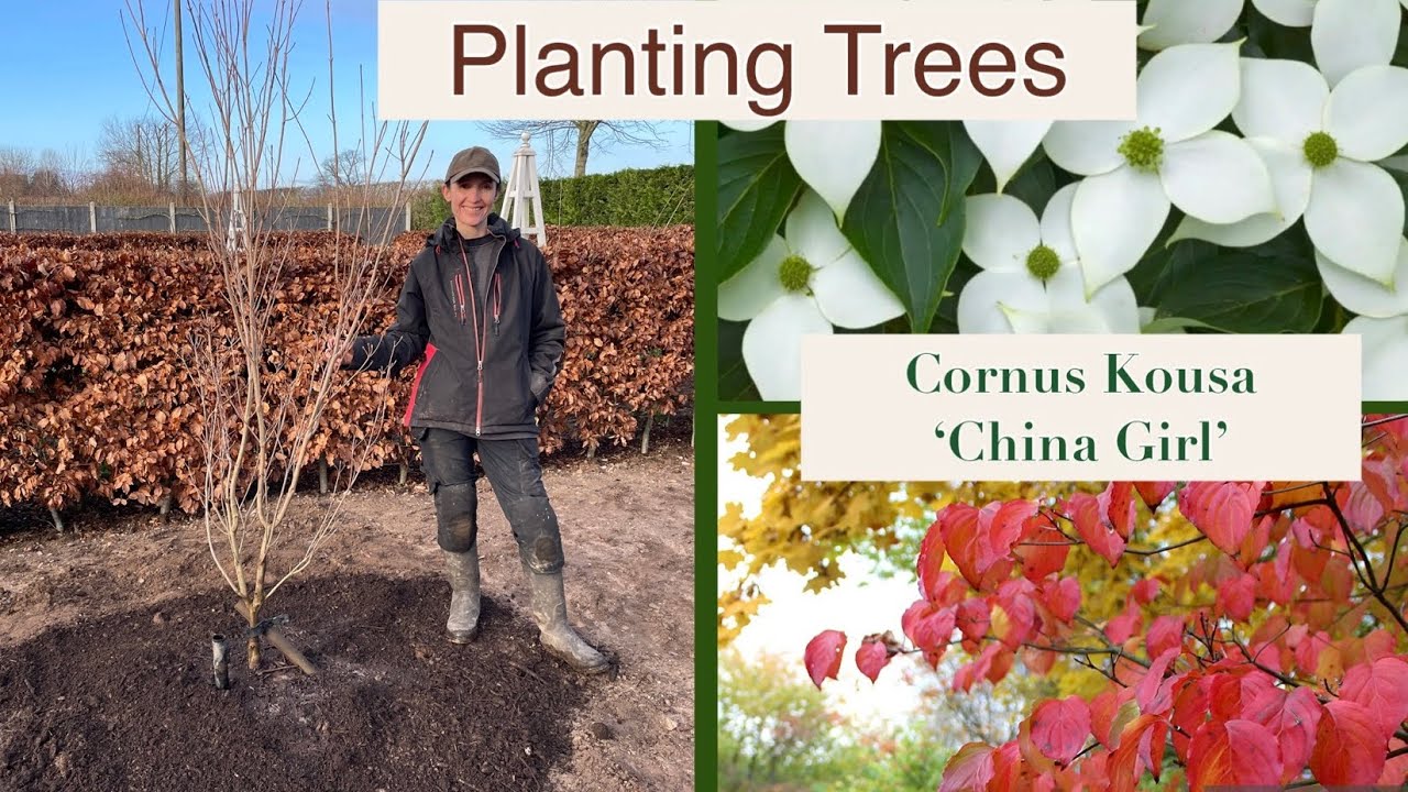 Planting a Flowering Dogwood