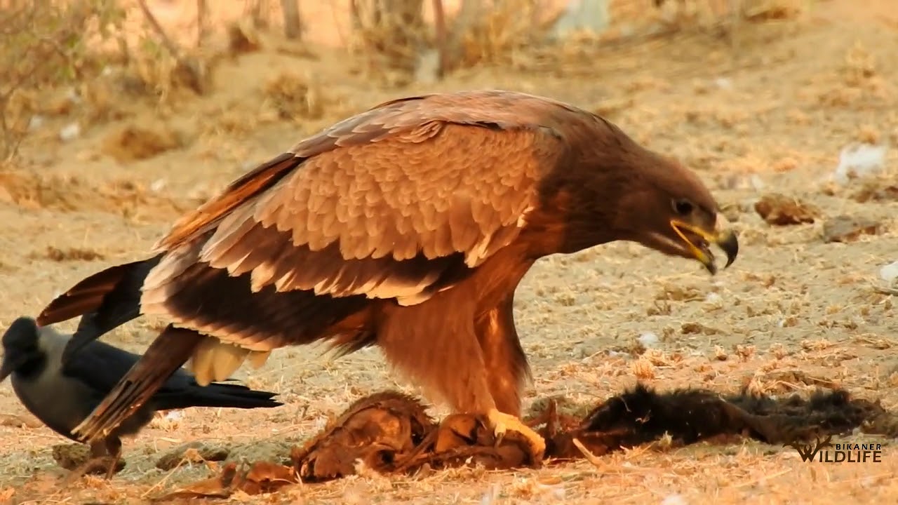Steppe Eagle (Aquila nipalensis)