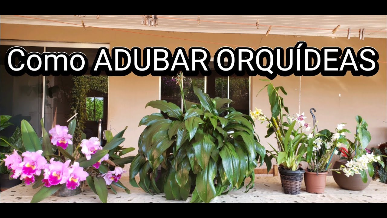 Como Eu ADUBO AS Minhas ORQUÍDEAS | Juliane Becker