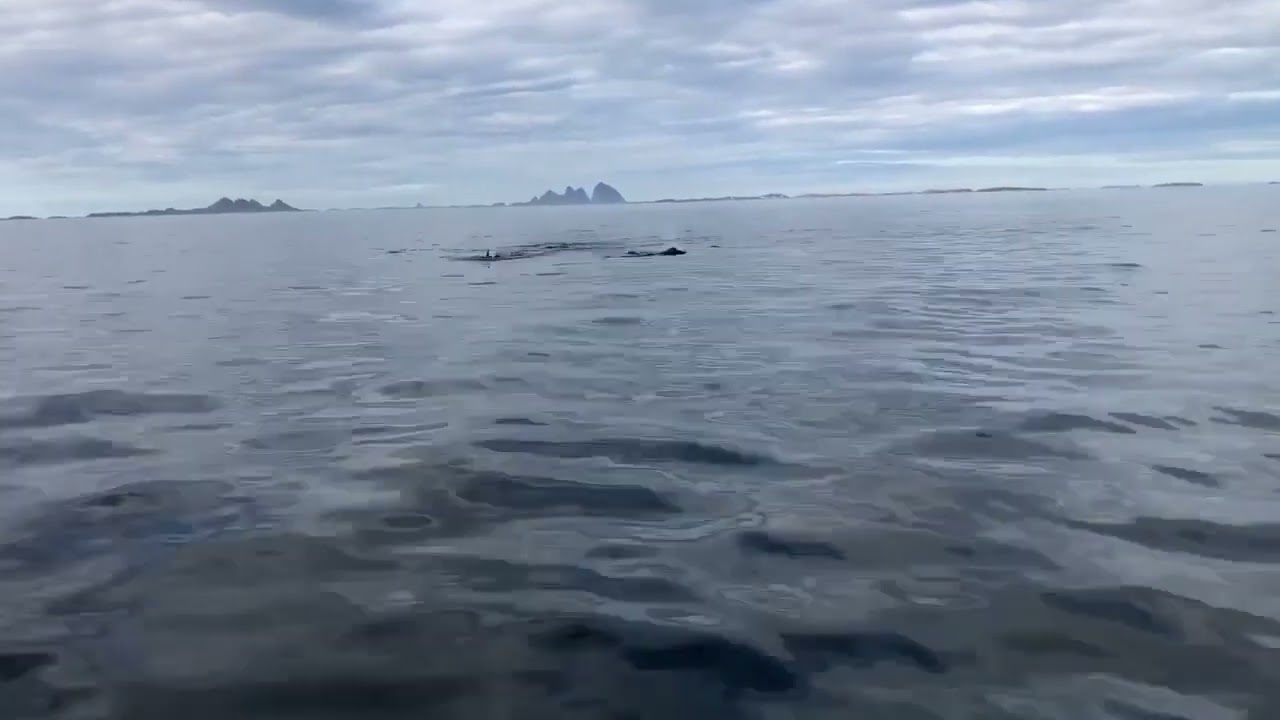 PILOT WHALES SPOTTED IN SELV&AElig;R NORDLAND NORWAY!