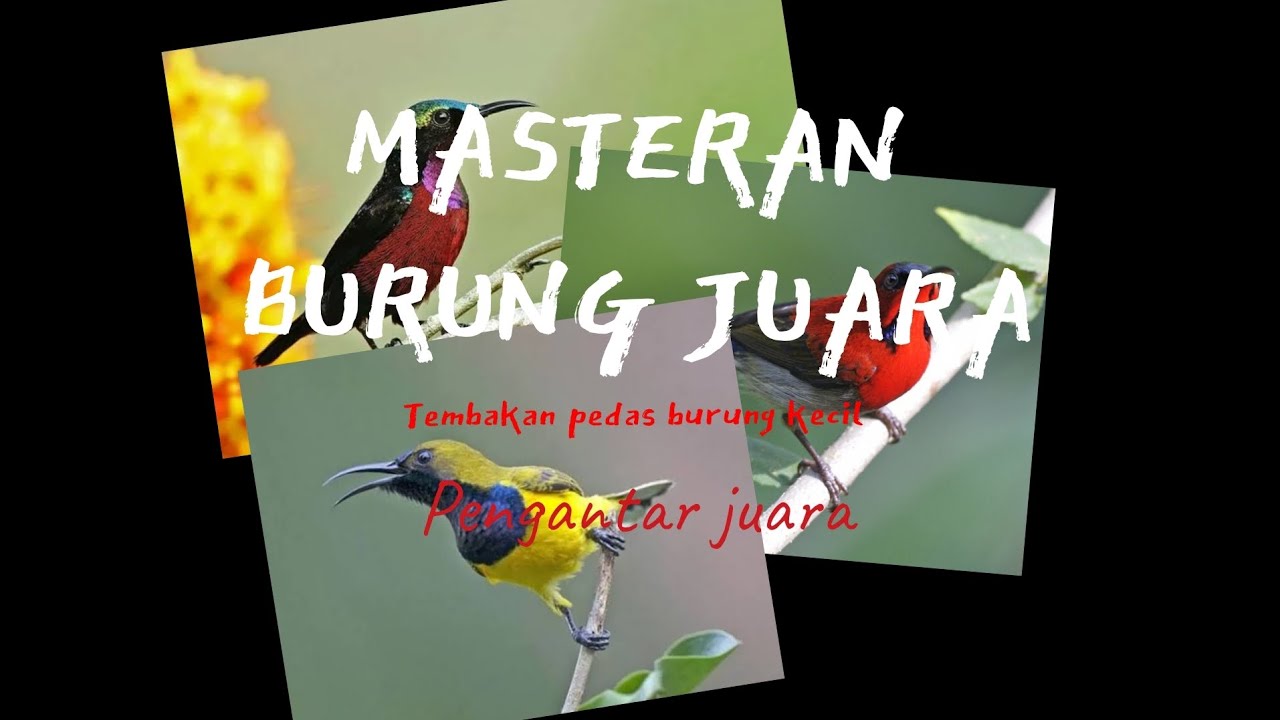 Beberapa jenis Kolibri untuk masteran burung lomba