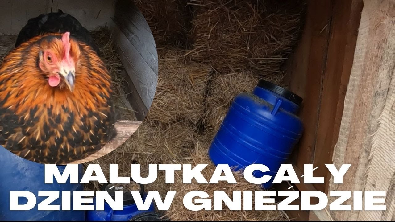 Szopa pełna słomy