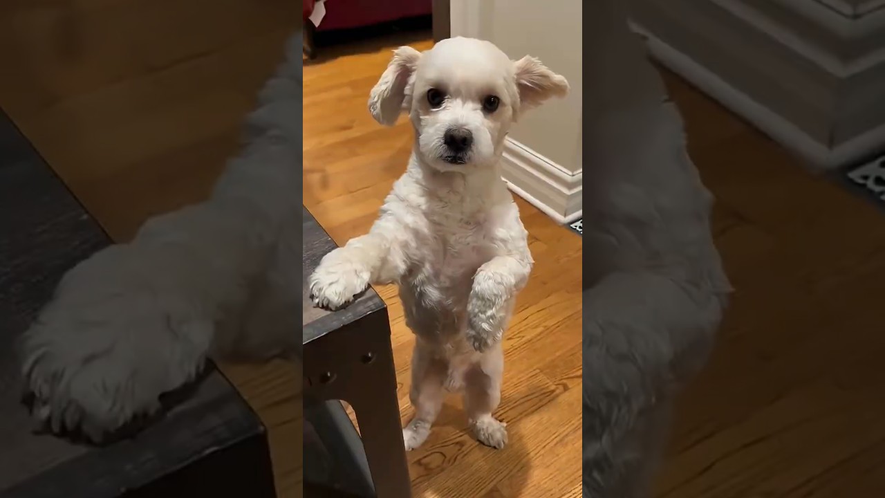 POV: Your Dog Refuses To Take Medicine 😂