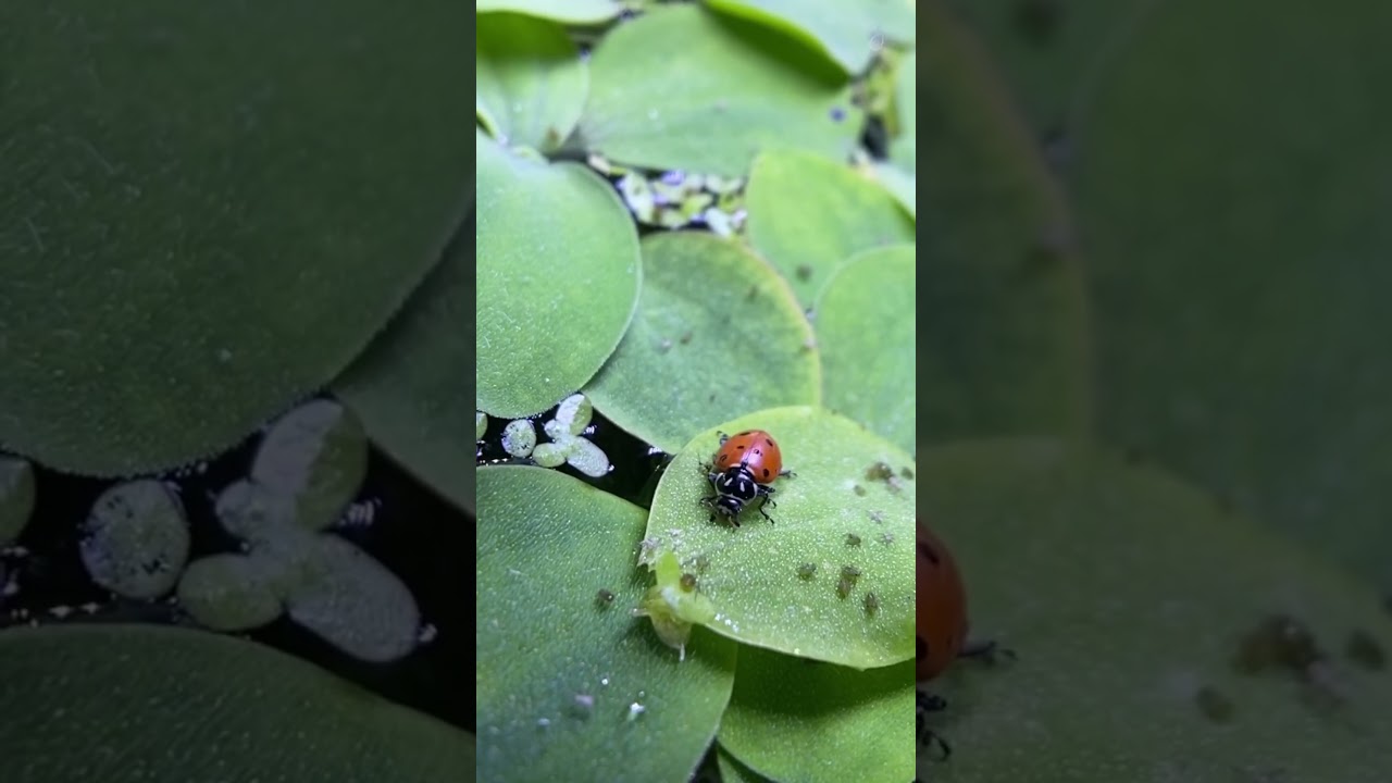 LAS MARIQUITAS: EL INSECTICIDA VIVIENTE QUE SALVA TUS CULTIVOS