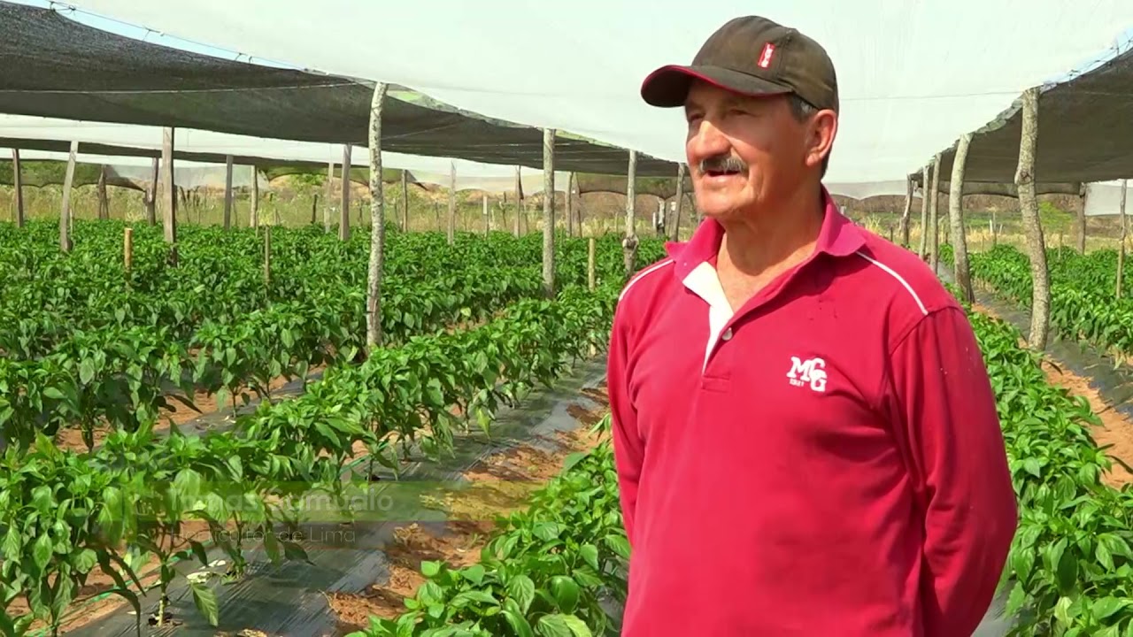 HUERTA PRO - PRODUCCIÓN DE LOCOTE