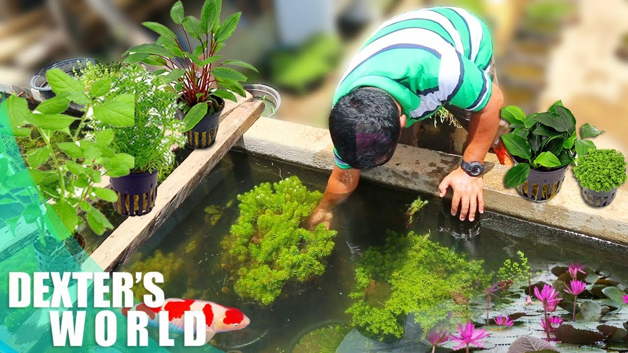 A TOUR TO THE PLANTATION OF AQUATIC PLANTS!