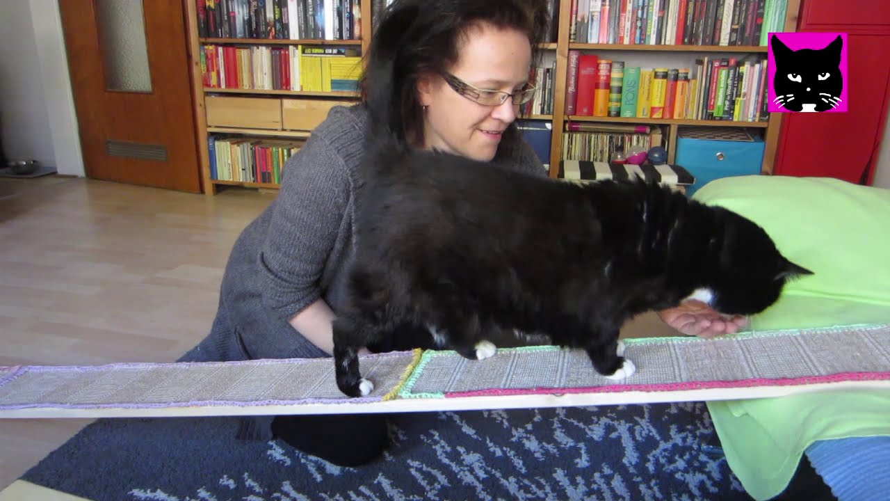 Luzi macht Sport: Katze auf Skateboard, Rampe und Trampolin