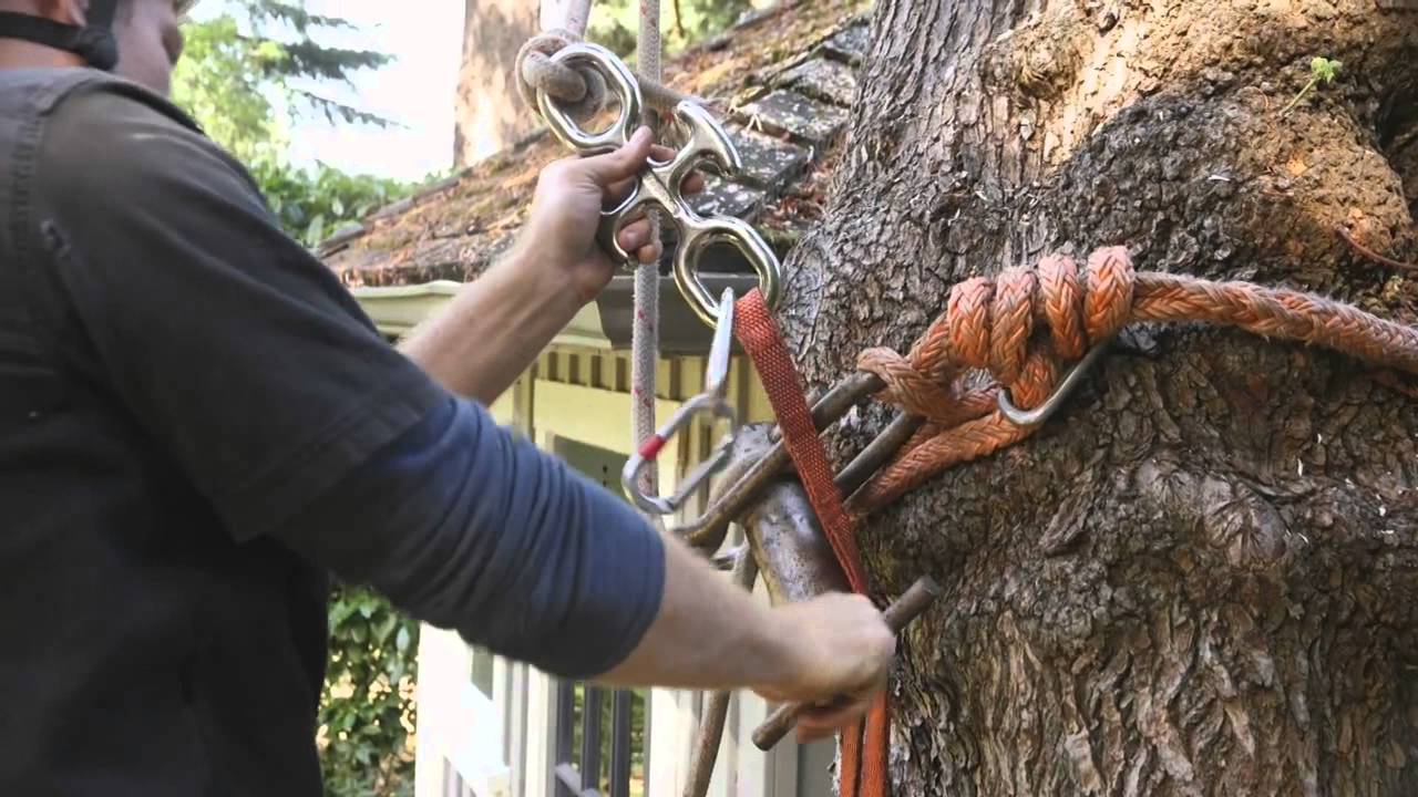 Large and/or dangerous tree removal in Victoria, B.C.