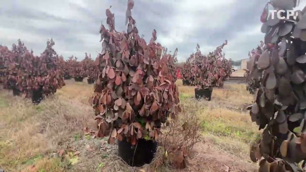 See thousands of plants lost after freeze at Indiantown nursery
