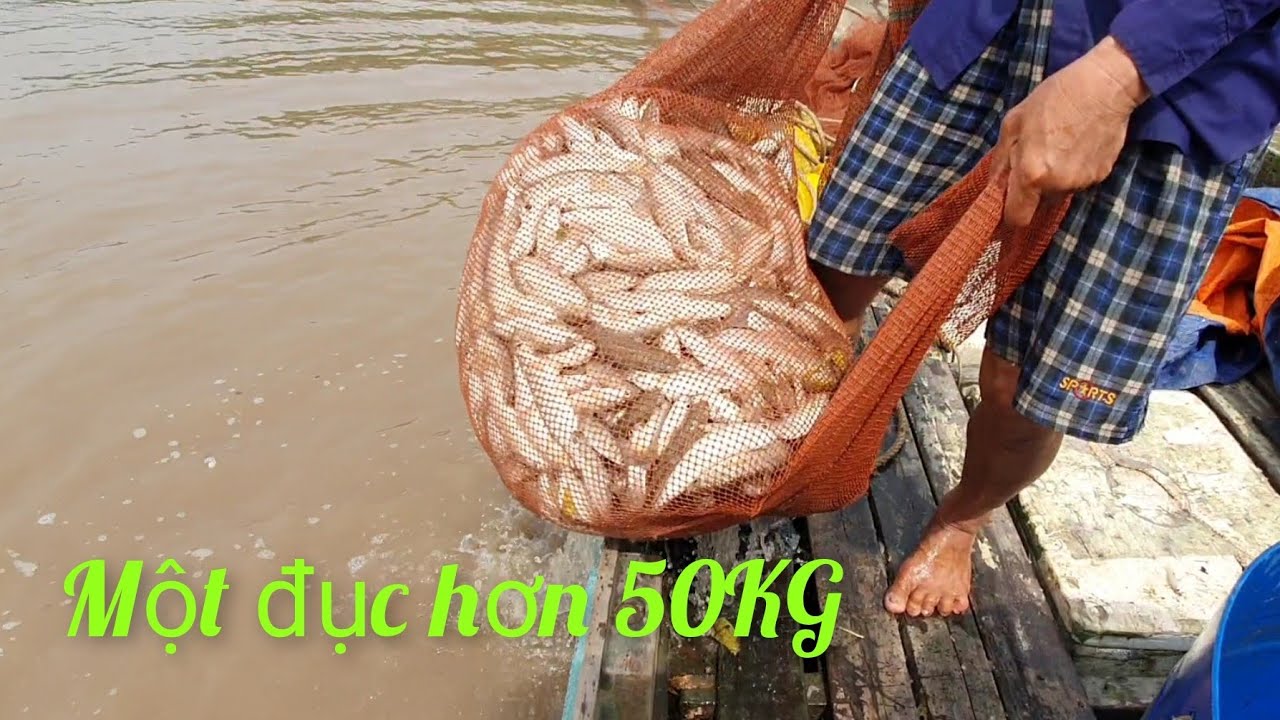 Một Đục Cá Kéo Không Nổi Luôn|| TCNTV #86