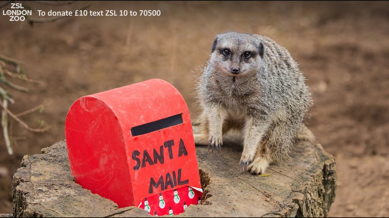 Meerkat Mail