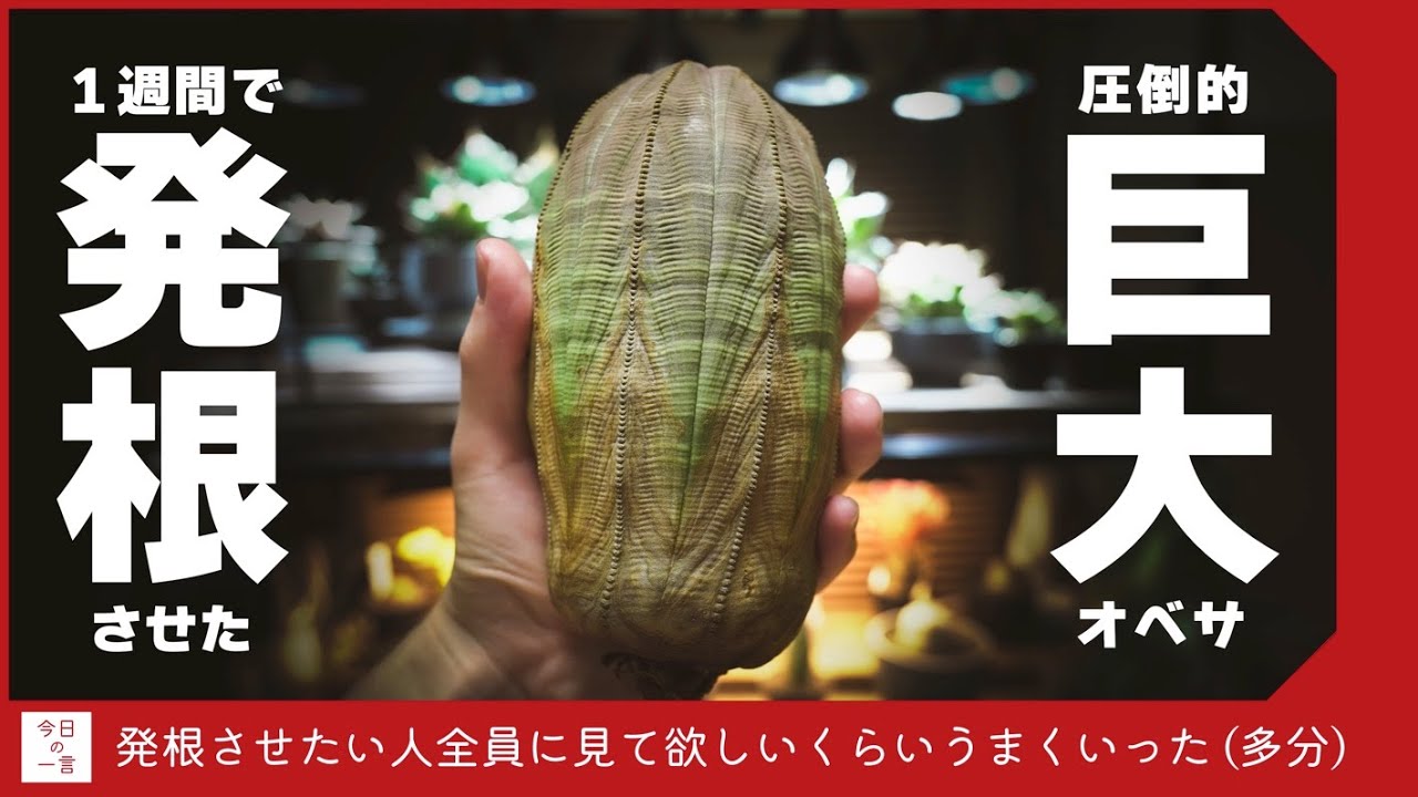 【必見】巨大なオベサの発根管理がとてもうまくいったので紹介していく【アガベ・多肉】