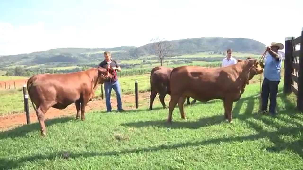 Raça Senepol da Faz  Barra do Bom Jesus no Prog  Nildo Luiz
