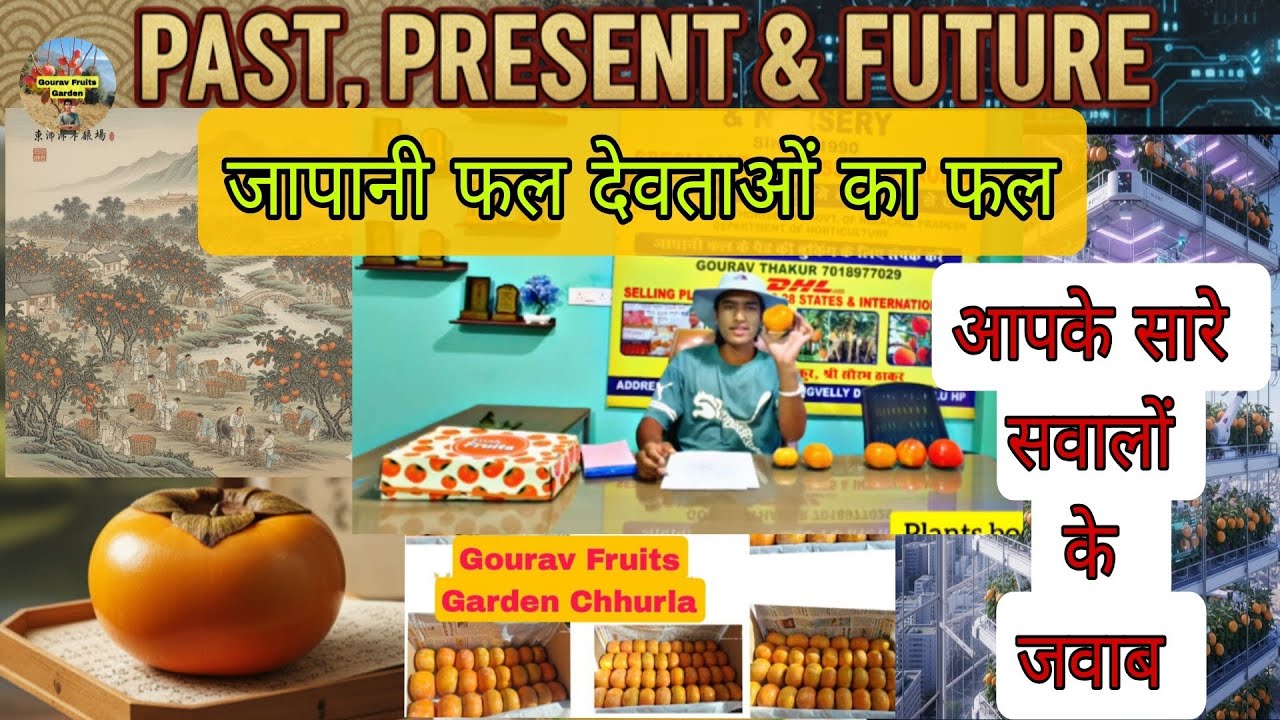 जापानी फल का इतिहास /वर्तमान/ भविष्य | जापानी फल की A to Z जानकारी। #Persimmon #Japani_Fal #अमर_फल