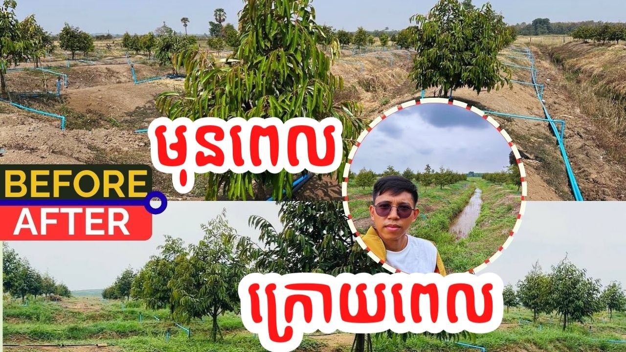វិធីថែទុរេនដើម្បីយកផ្លែអោយបានលឿន