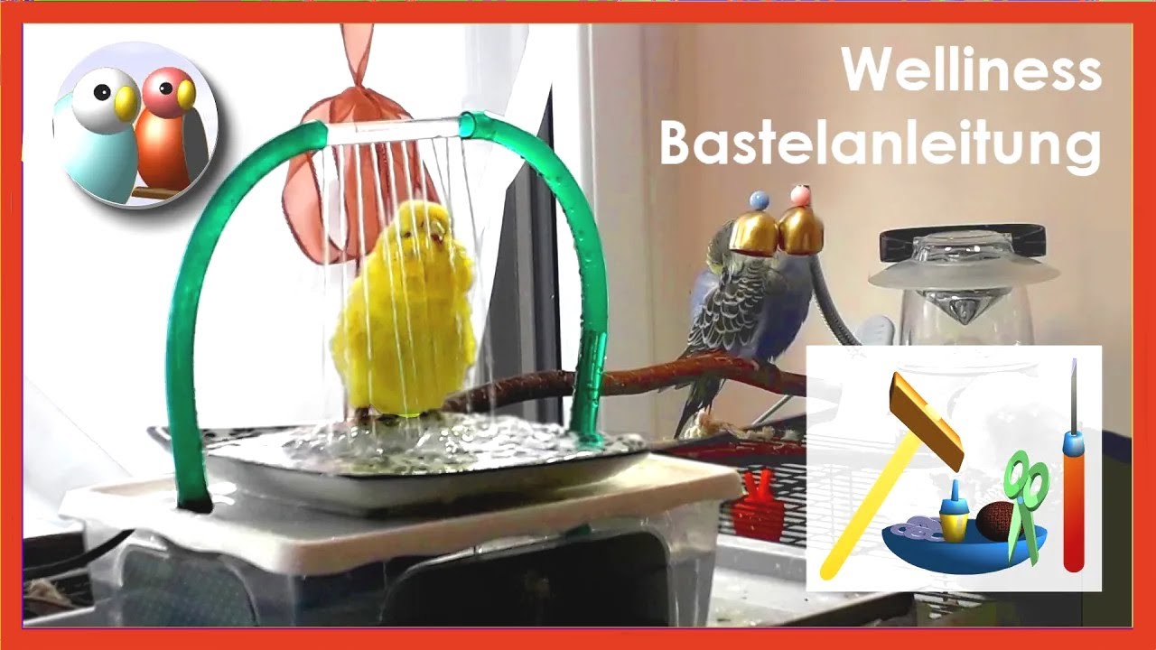 Vogeldusche für Wellensittiche selber bauen, einfach, schnell und kostengünstig - Anleitung