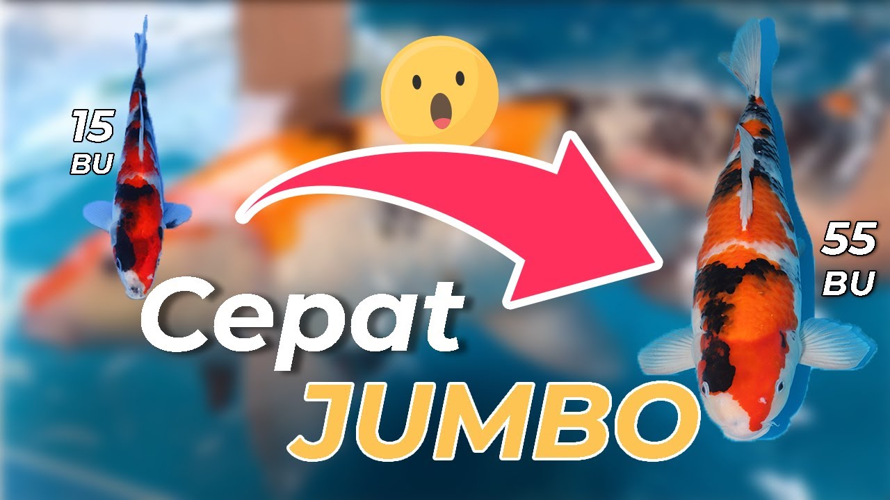 Mau KOI kamu CEPAT JUMBO? | Lakukan 3 Hal ini