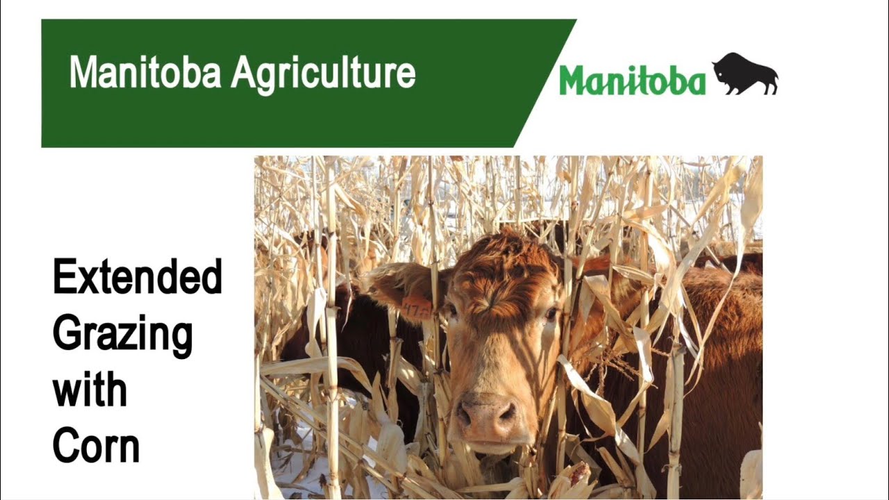 Extended Grazing with Corn
