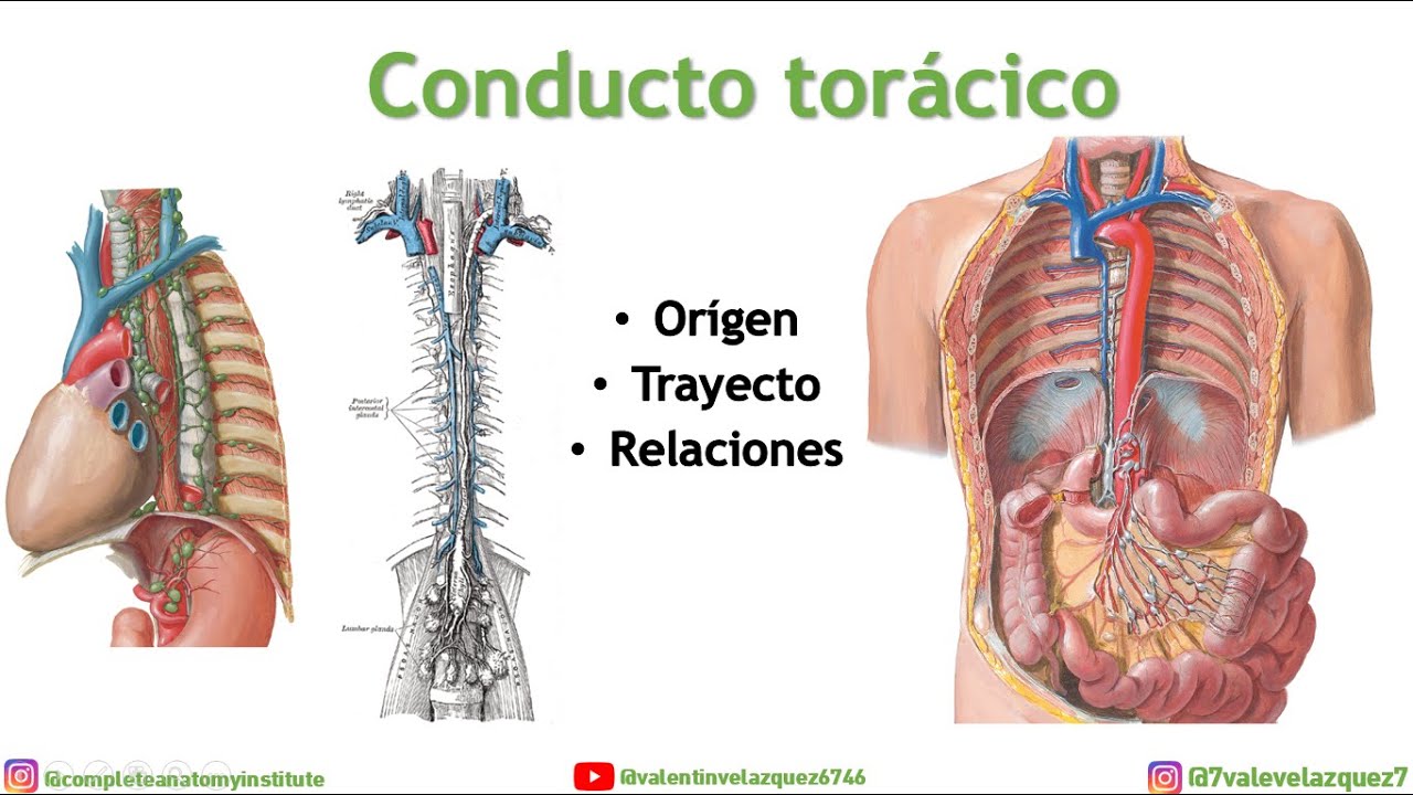 CONDUCTO TORÁCICO - Orígen, trayecto, relaciones, cisterna de Pecquet