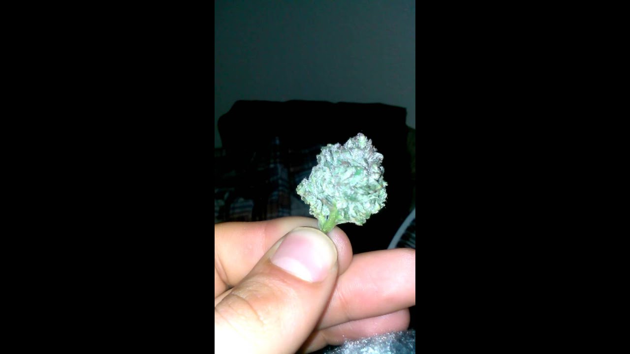 Platinum purple kush outdoor grown