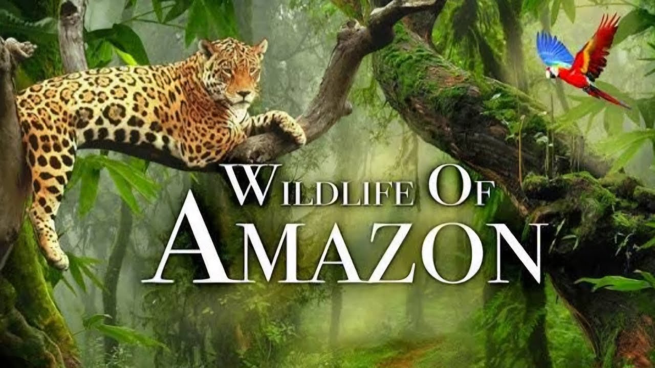 Animals of Amazon Rainforest | Animales del Amazonas Selva tropical
