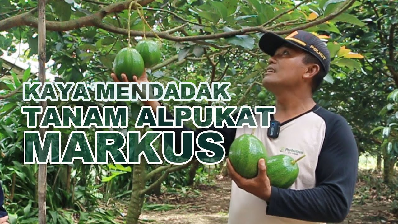 Tanam Alpukat Markus Bikin Kaya Mendadak