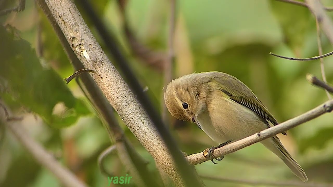 Common chiff chaff bird challenge #47
